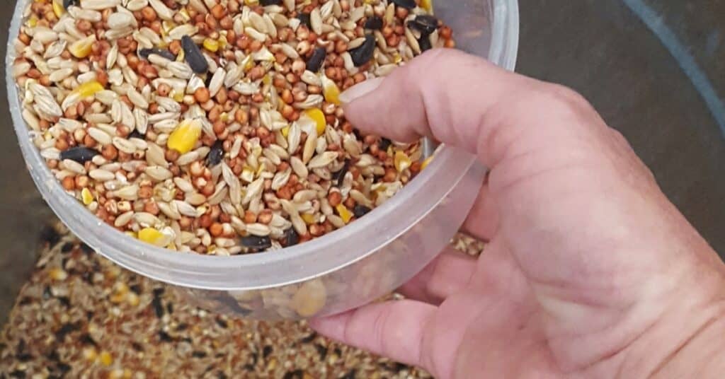 feed for livestock