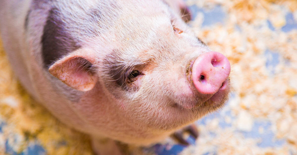 feed for livestock