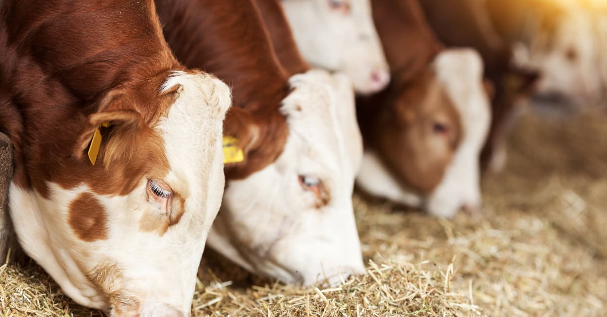 feed for livestock