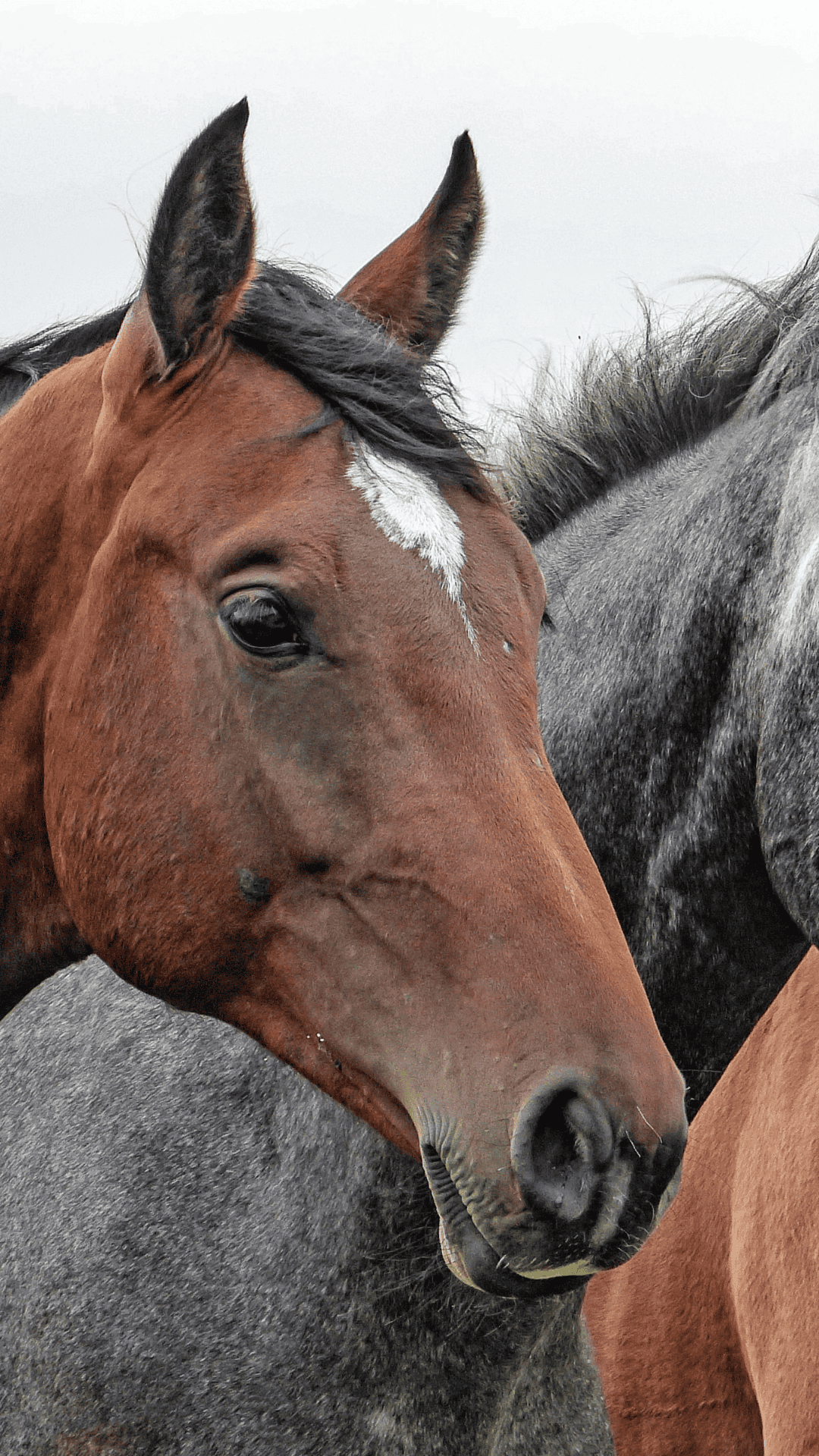 4 1 4 One Feed for the Whole Barn | Mule City Specialty Feeds