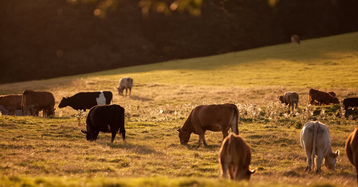 Cattle Feed That Works as Hard as You Do Here’s What You Need to Know (cattle feed) (1) Cattle feed near me