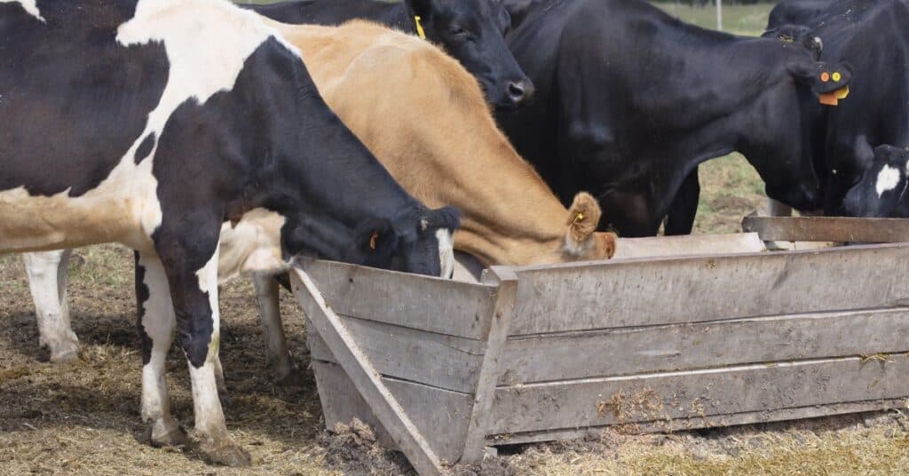 cattle feed