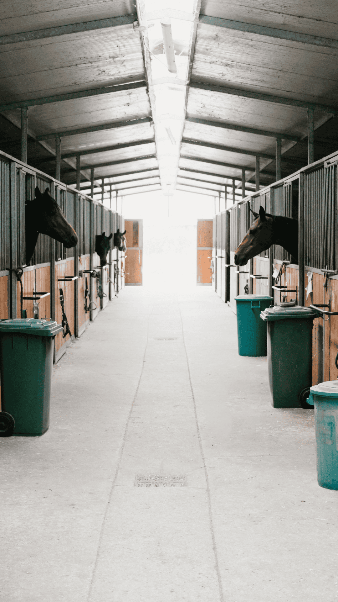 1 One Feed for the Whole Barn | Mule City Specialty Feeds
