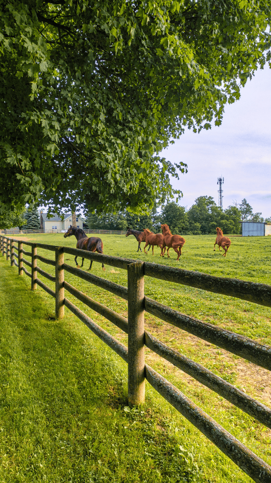 2 One Feed for the Whole Barn | Mule City Specialty Feeds