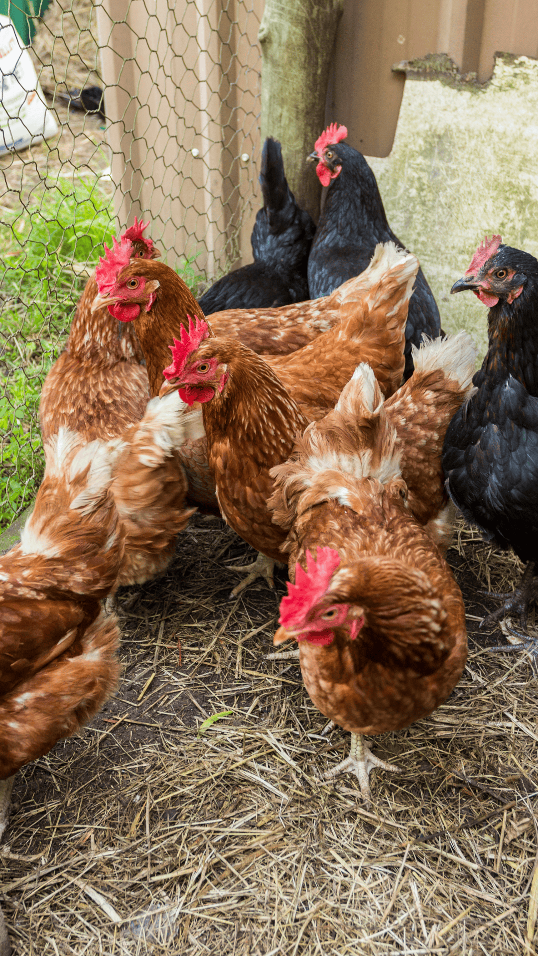 3 2 Custom Chicken Feed Feed | Mule City Specialty Feeds