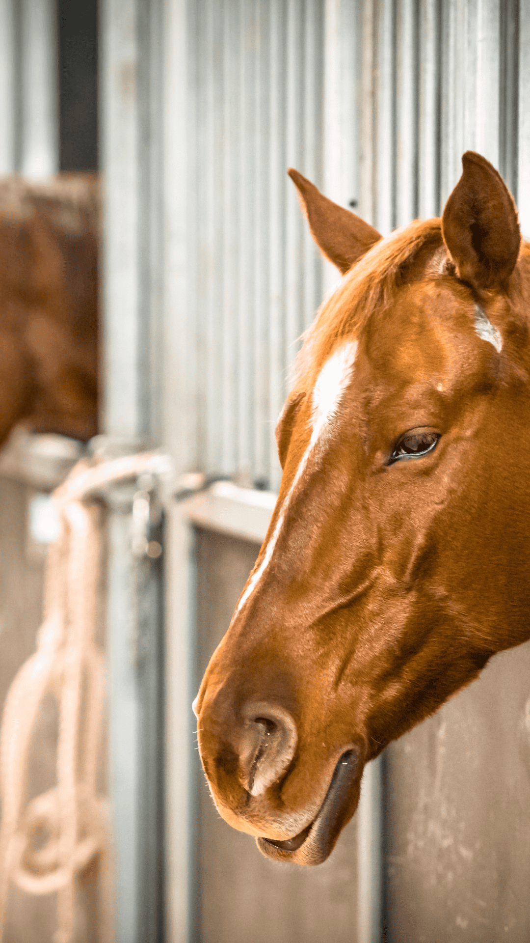 best non gmo horse feed