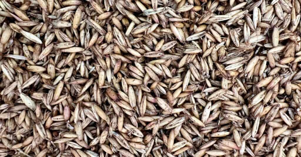 senior horse feed