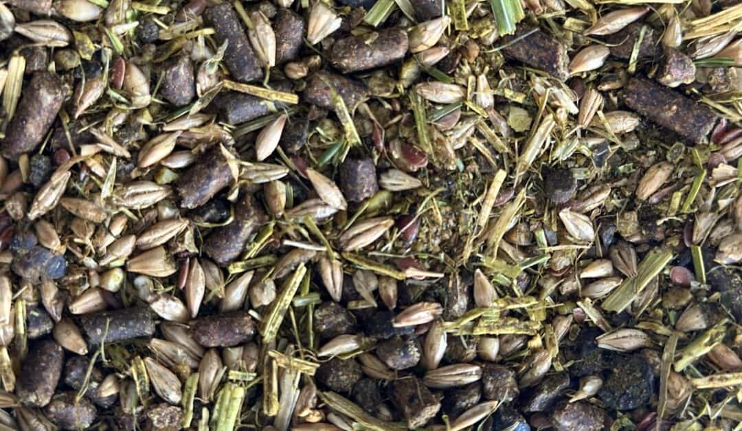 Senior Horse Feed: Why Most Blends Fall Short (And What to Do Instead)