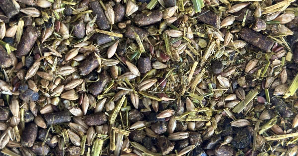 senior horse feed