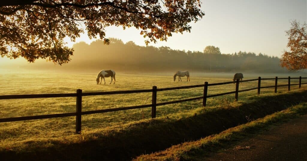 horse