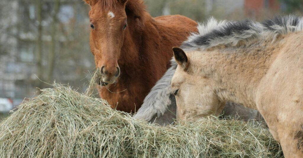 how much grain to feed a horse per day
