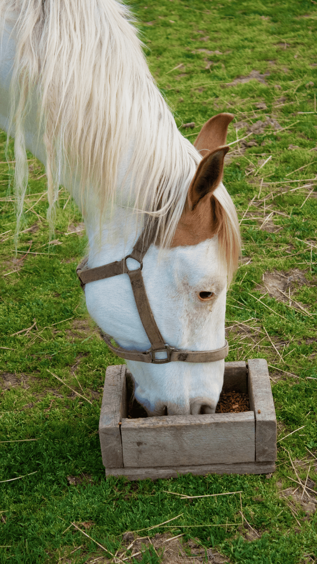 2 Added Mineral Horse Feed | Mule City Specialty Feeds
