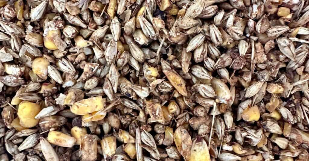 how much grain to feed a horse per day