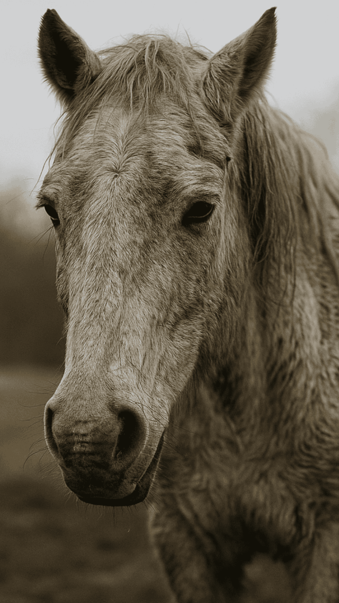 4 Added Mineral Horse Feed | Mule City Specialty Feeds