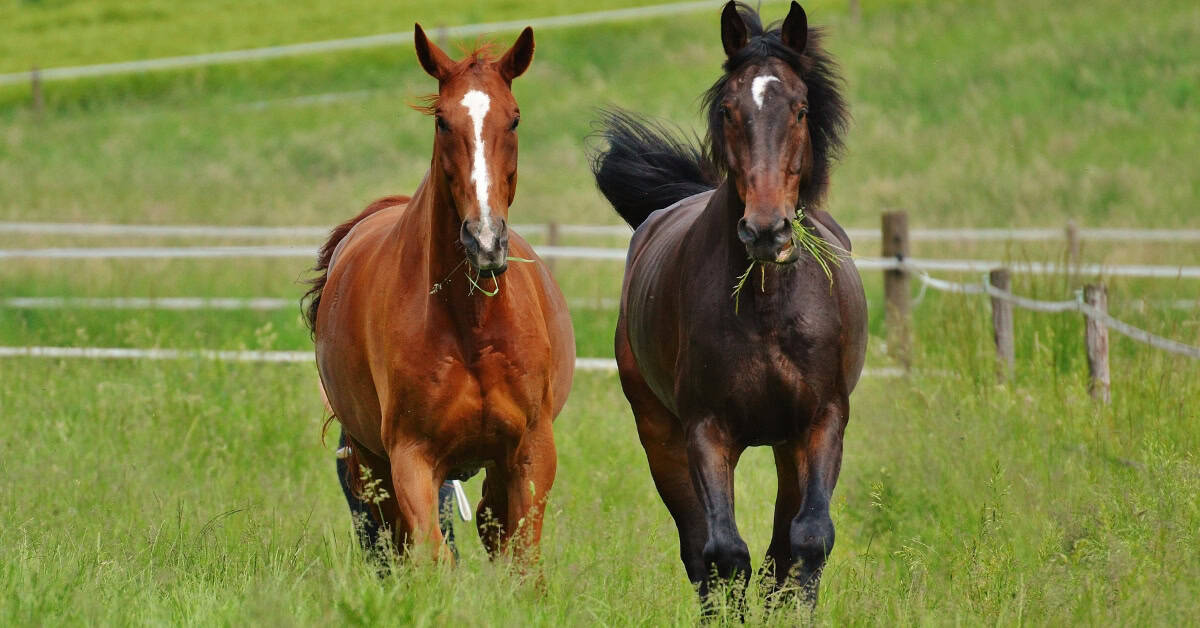 how much grain to feed a horse per day