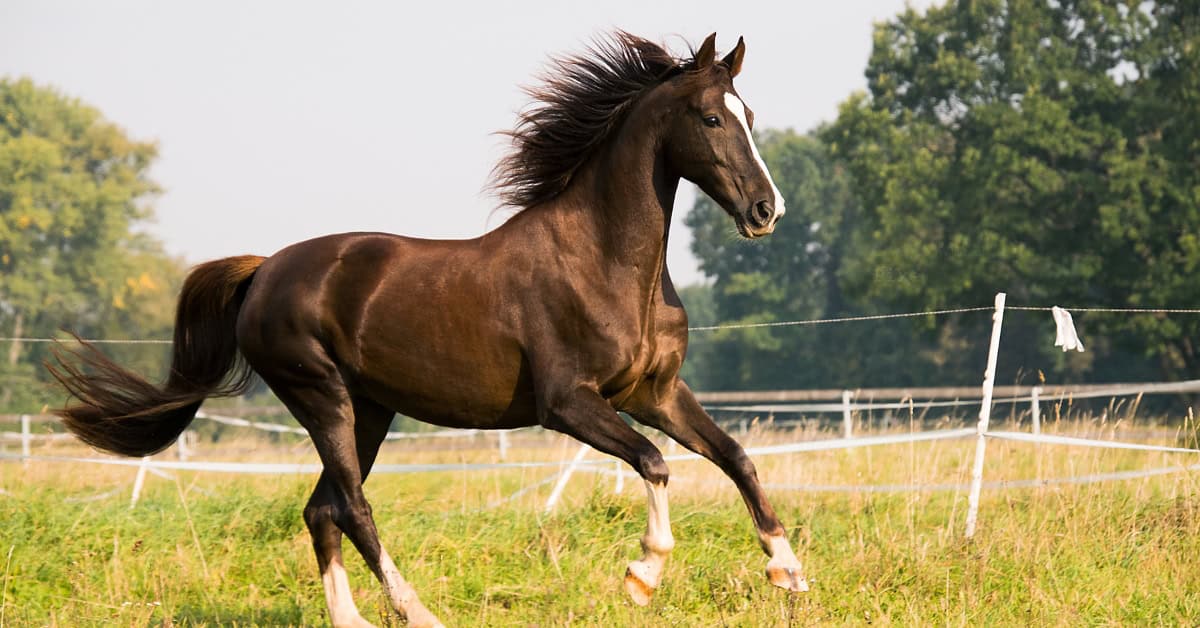 Low Starch Horse Feed