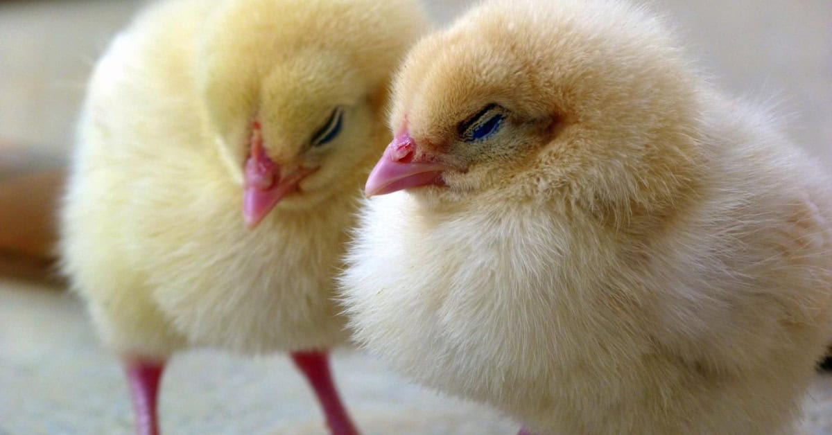 chicken food