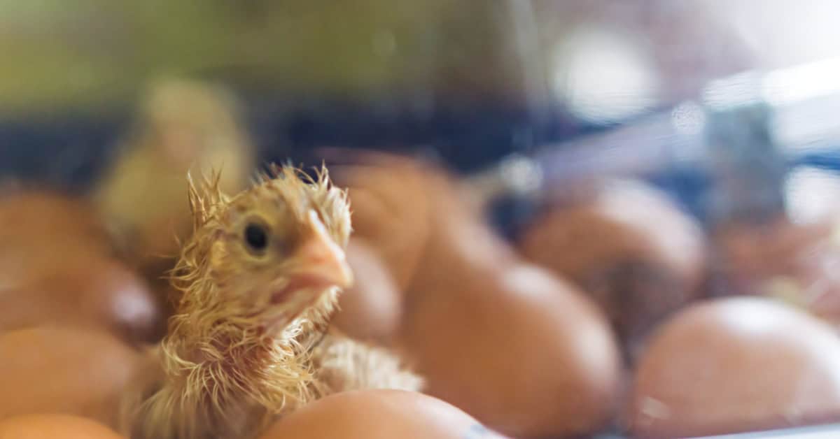 chick starter feed