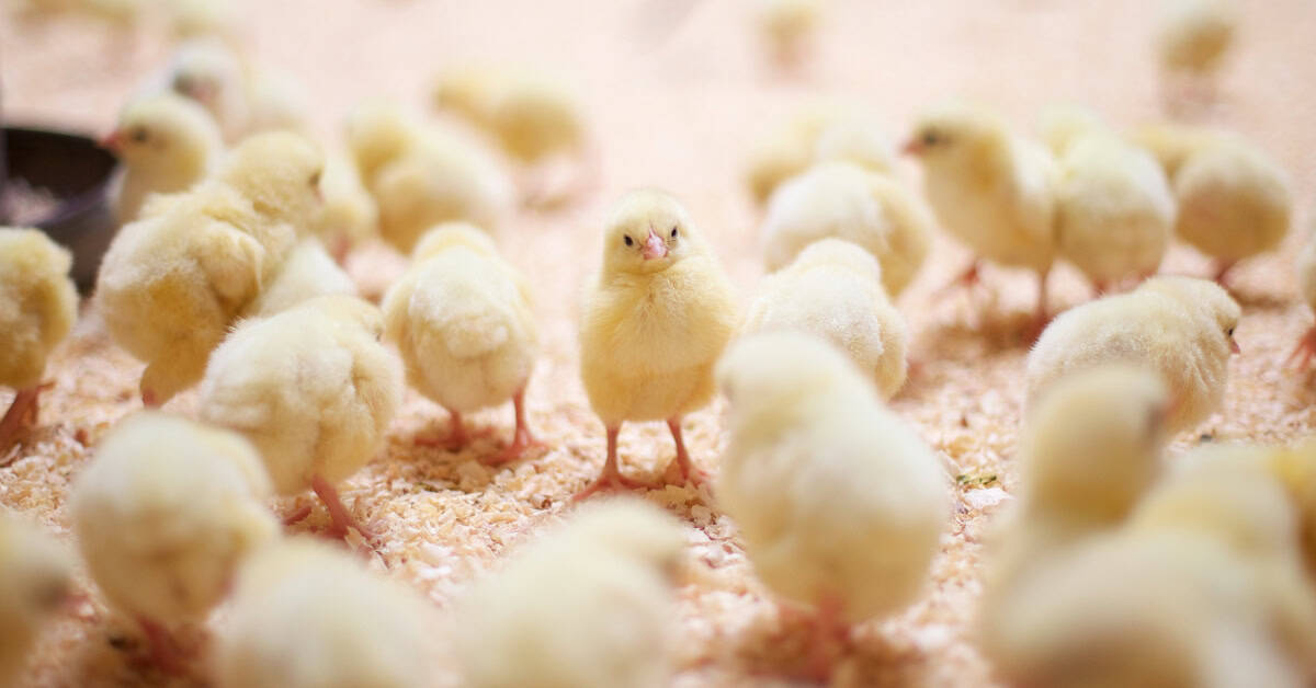 4 chick starter feed