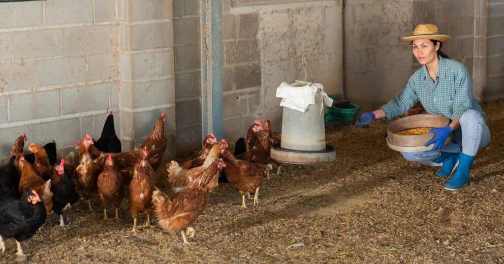 chicken layer feed