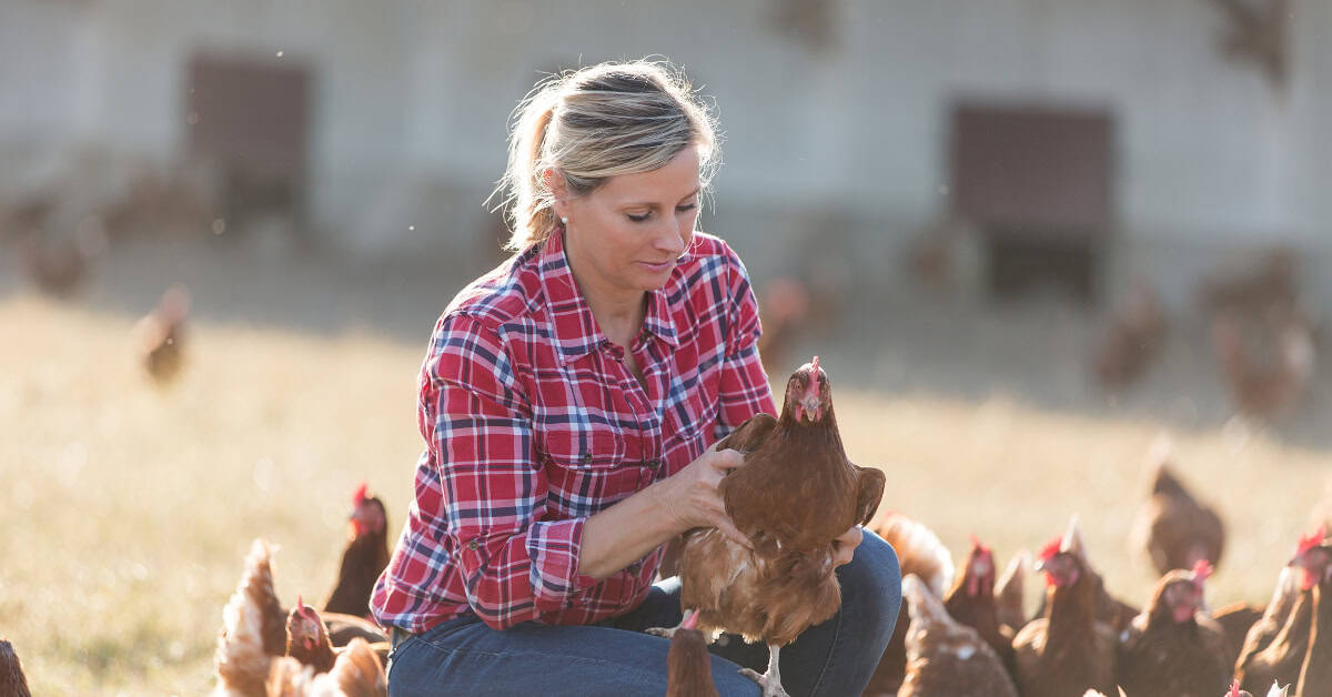chicken layer feed