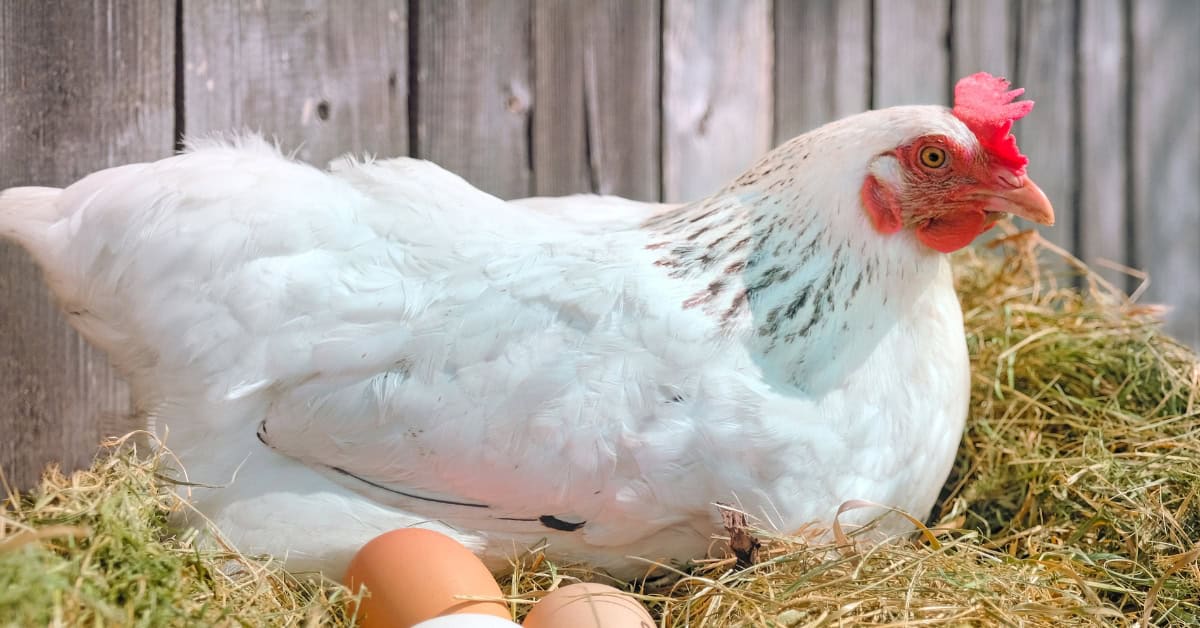 homemade chicken feed