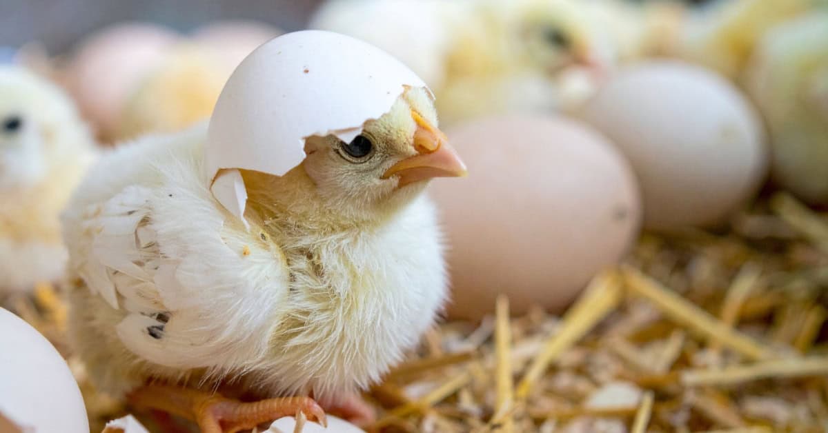 grower feed for chickens