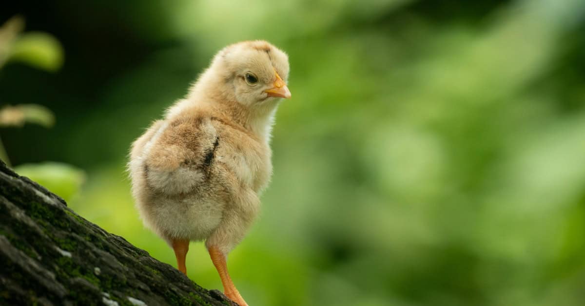 grower feed for chickens