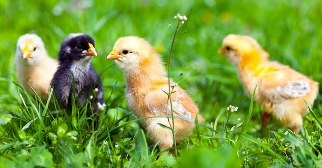 USDA organic chicken feed