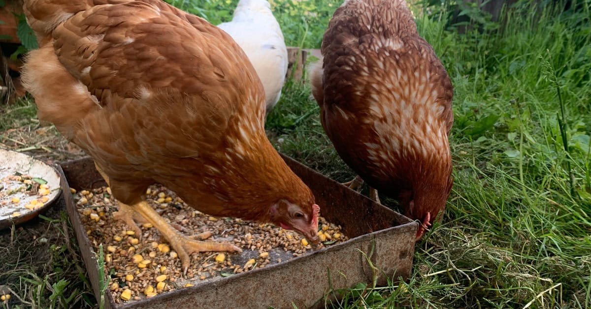 homemade chicken feed