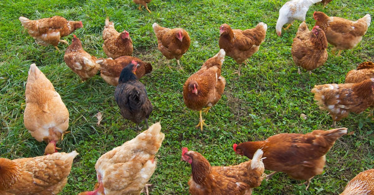 organic chicken feed bulk