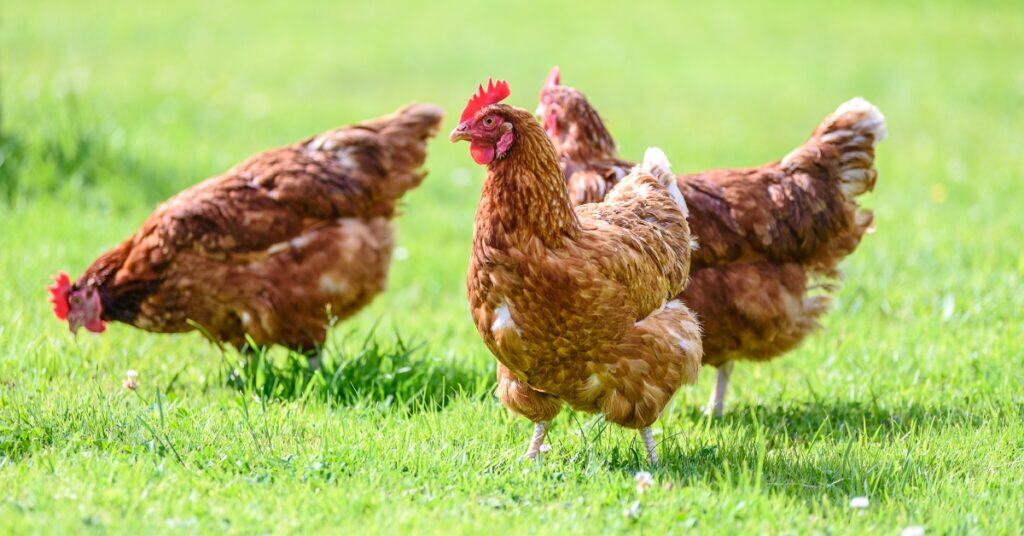 non gmo chicken feed USDA Organic
