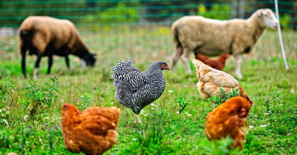 best chicken feed for laying hens