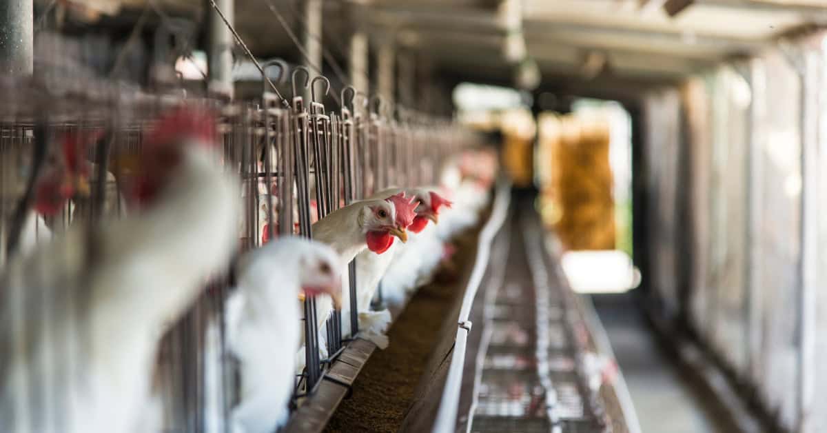 best chicken feed for laying hens