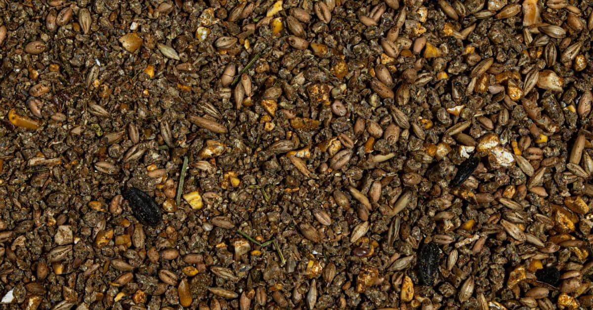best chicken feed for laying hens