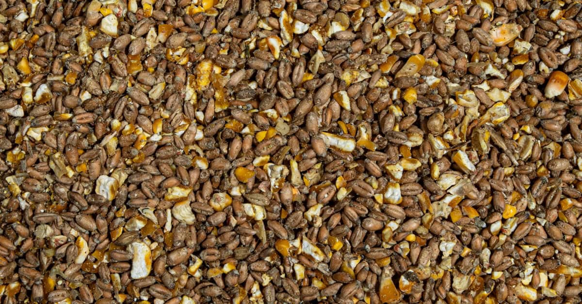 best chicken feed for laying hens