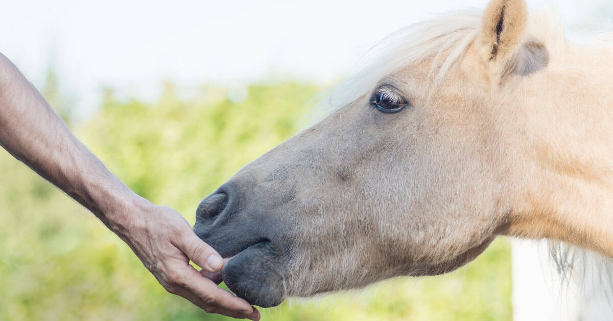 ionophore free horse feed