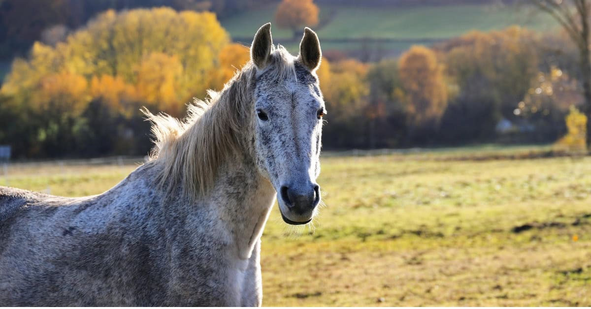 non gmo horse feed