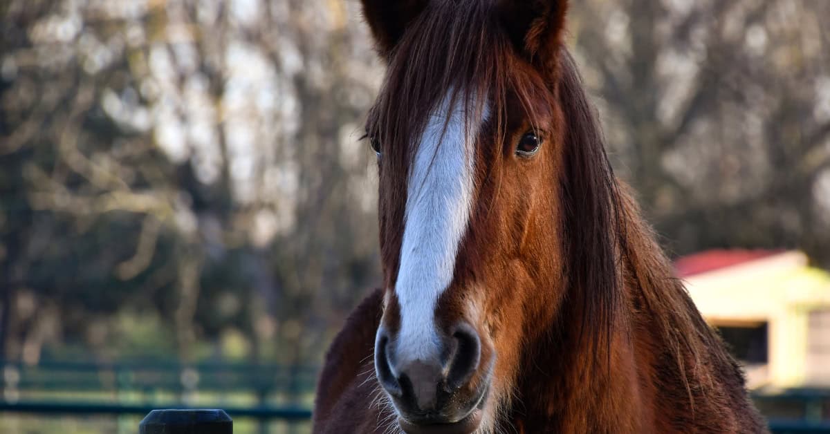 2 ionophore free horse feed