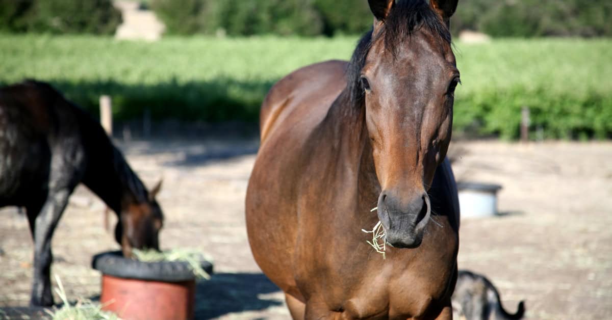 non gmo horse feed