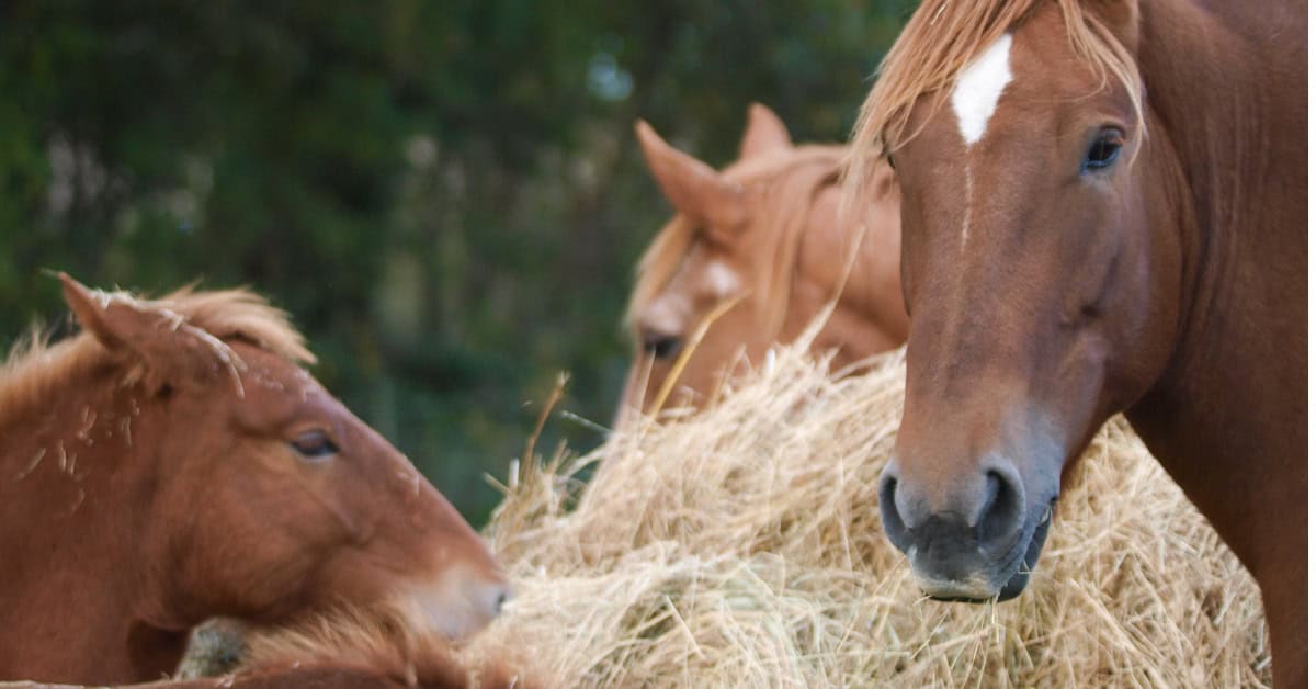 3 1 Ionophore Free Horse Feed: Why It Matters for Healthy, High‑Performing Horses