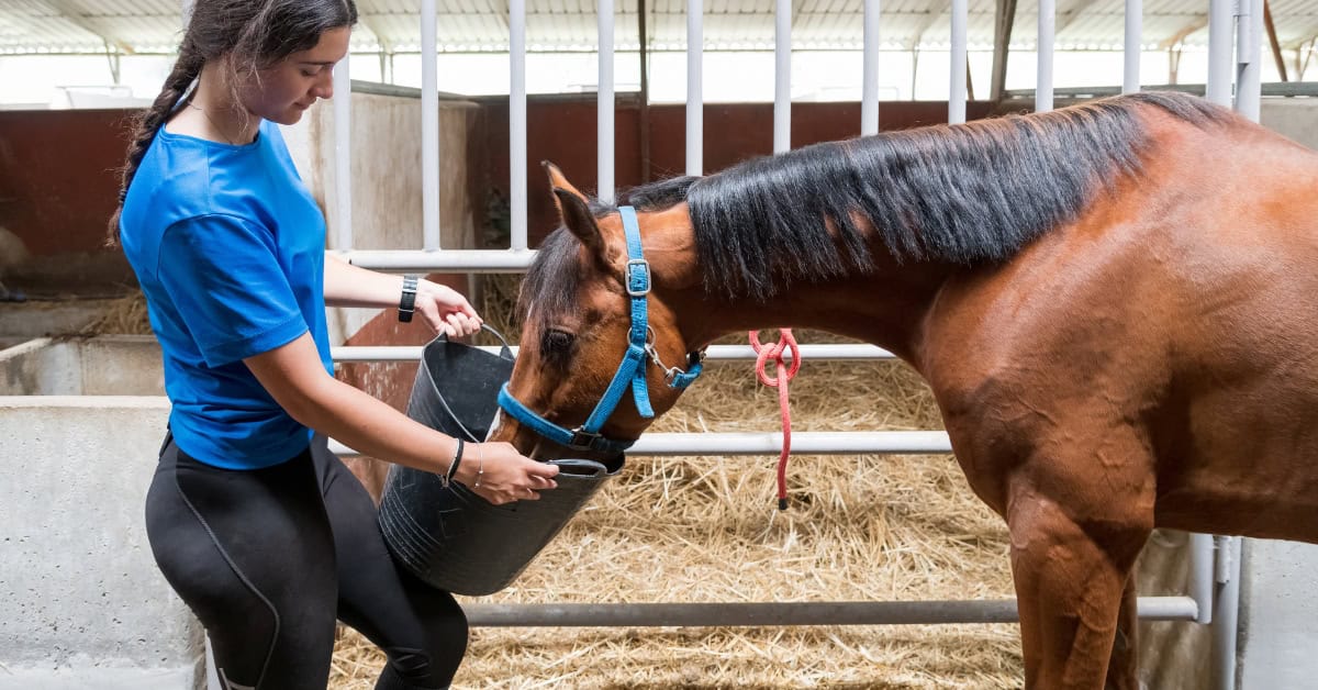 Best Non GMO Horse Feed: A Practical Guide for Local Farms and Performance Barns