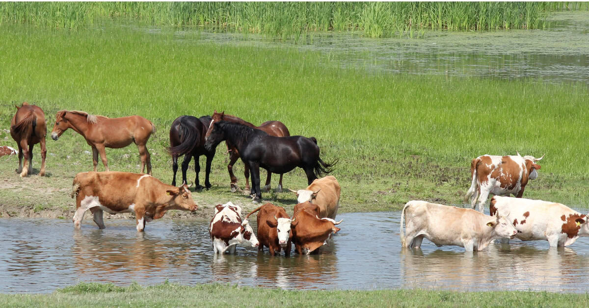 ionophore free horse feed