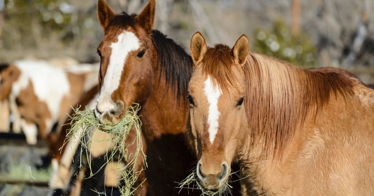 non gmo horse feed