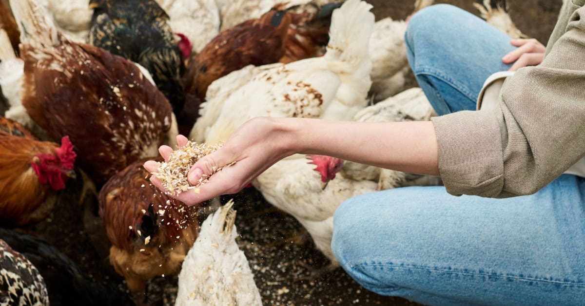 Non GMO Chicken Feed